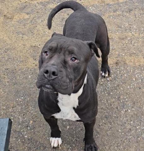 CALIFA - Pit Bull Terrier available for adoption