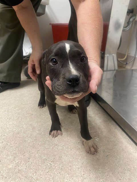 *CHLOE - Boxer available for adoption