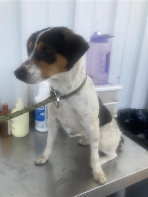 *TINKO - Chihuahua available for adoption