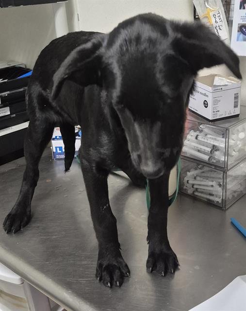 *JOSHI - German Shepherd Dog available for adoption