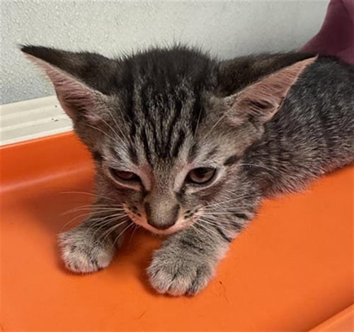 *KING OF HEARTS - Domestic Short Hair available for adoption