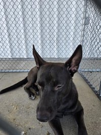 SHABOOZEY - Photo 1