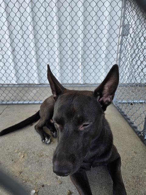 SHABOOZEY - Belgian Shepherd Malinois / Pit Bull Terrier available for adoption