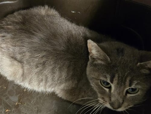 A1250125 - Domestic Short Hair available for adoption