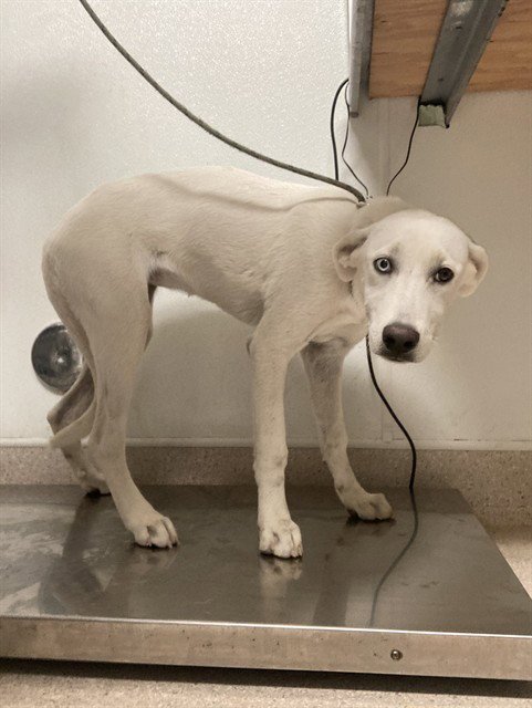 DOG 2 Image