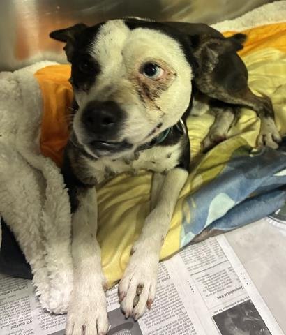 *OTIS - Boston Terrier available for adoption