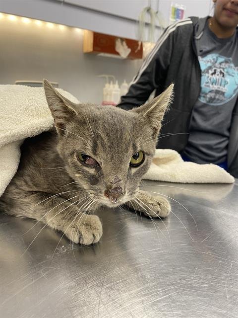 A1245280 - Domestic Short Hair available for adoption