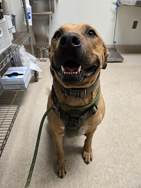 *THE GOOD BOY - Labrador Retriever available for adoption