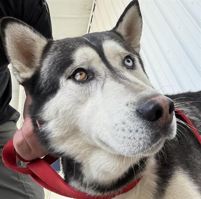 *BALTO - Siberian Husky available for adoption
