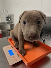 *VANILLA BEAN - Photo 1