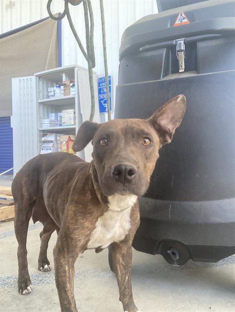*PIXIE - Pit Bull Terrier available for adoption
