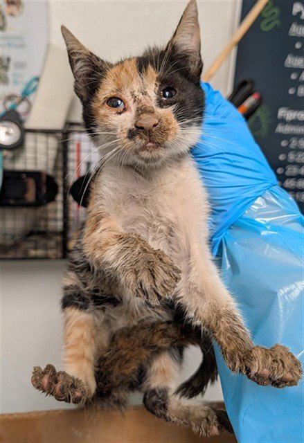 A1260354 - Domestic Short Hair available for adoption