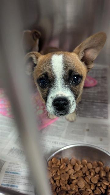 A1240397 - Chihuahua available for adoption