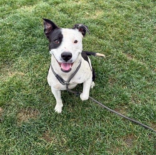 *BONNI - Pit Bull Terrier for adoption in Bakersfield