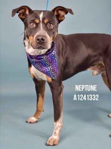 *NEPTUNE - Pit Bull Terrier available for adoption