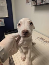 PUP 1 - Photo 1