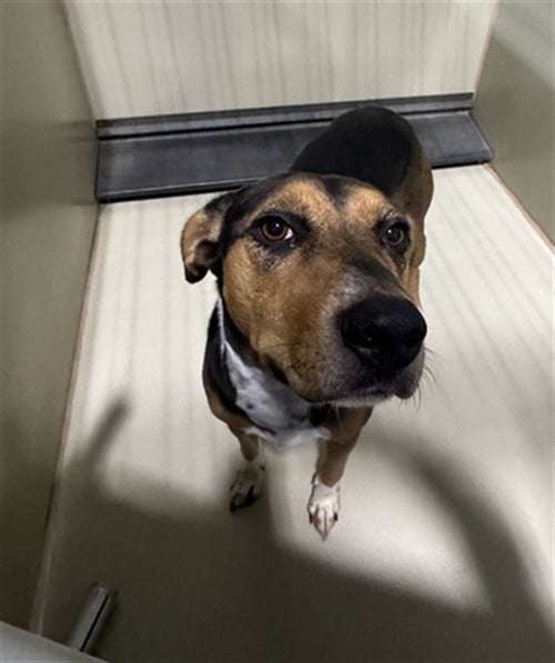 *COBB - German Shepherd Dog available for adoption
