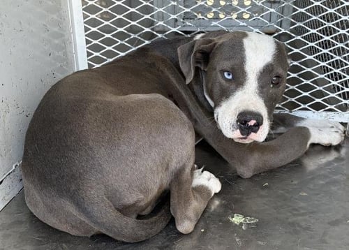 A1249922 - Pit Bull Terrier available for adoption