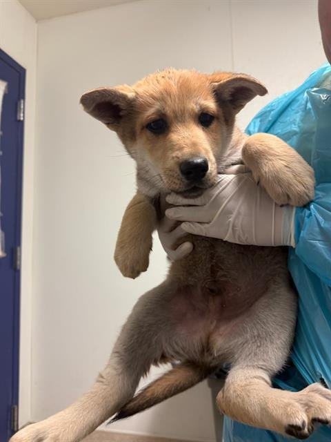 *BUDDY - Husky / Labrador Retriever available for adoption