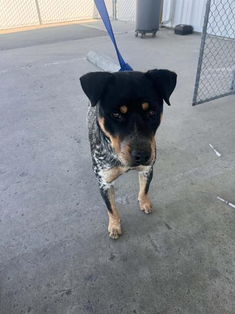 *POKER - Australian Cattle Dog/Blue Heeler available for adoption