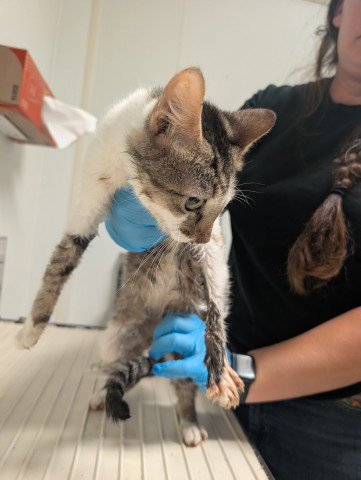 *TUNNIE - Domestic Short Hair for adoption in Bakersfield