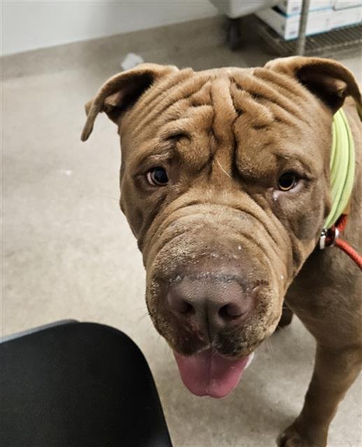 *LUDO - Chinese Shar-Pei / Pit Bull Terrier available for adoption