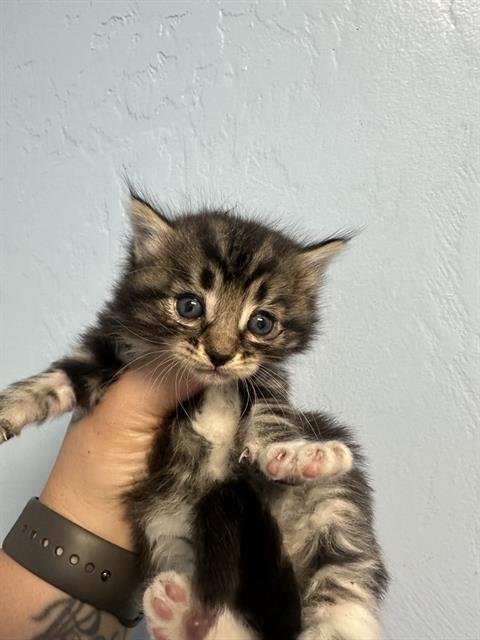 *WYBIE - Domestic Short Hair available for adoption