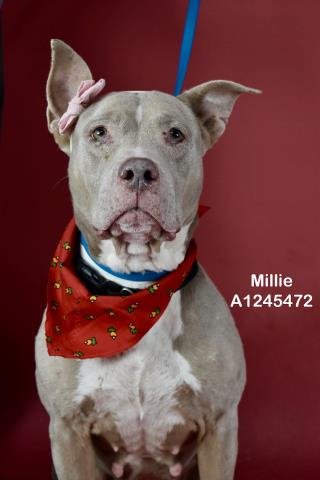 *MILLIE - Pit Bull Terrier available for adoption