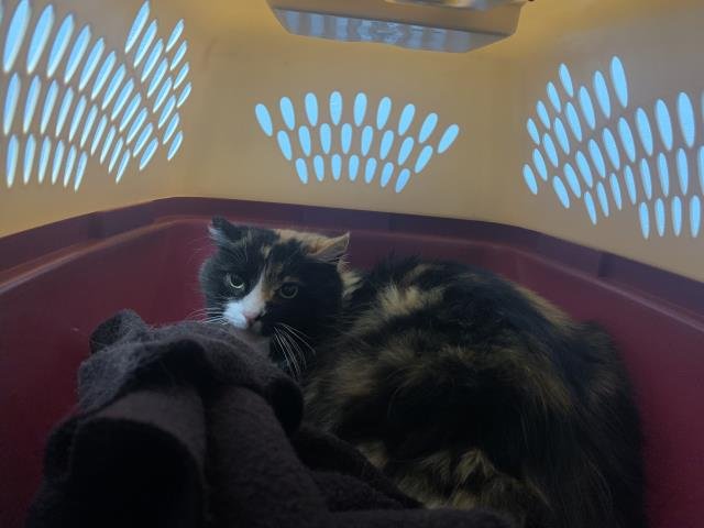 CALI - Domestic Short Hair available for adoption