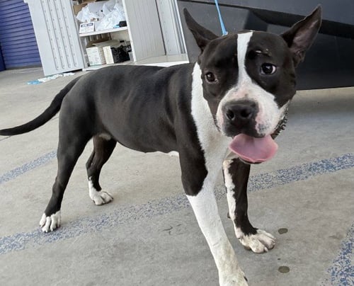 *BEAN - Pit Bull Terrier available for adoption