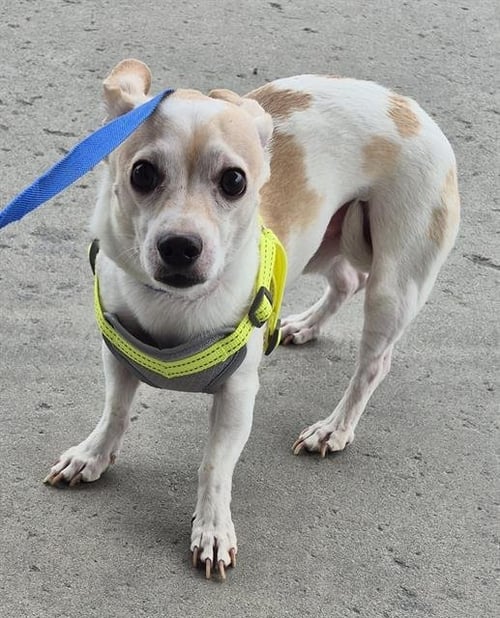 BUDDY - Chihuahua available for adoption