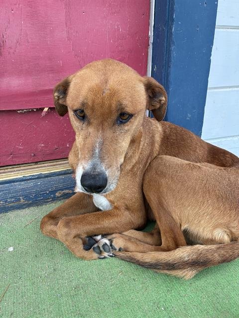 A1240063 - Rhodesian Ridgeback available for adoption