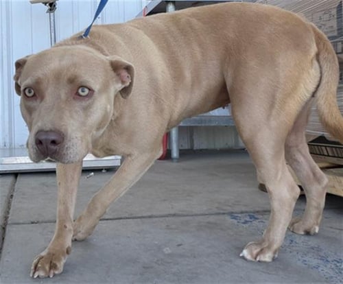 IVY - Pit Bull Terrier available for adoption