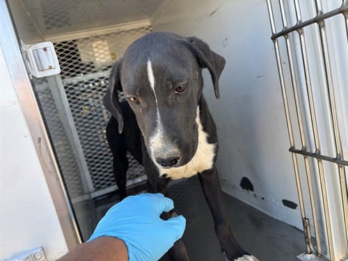 *TOAD - Labrador Retriever available for adoption