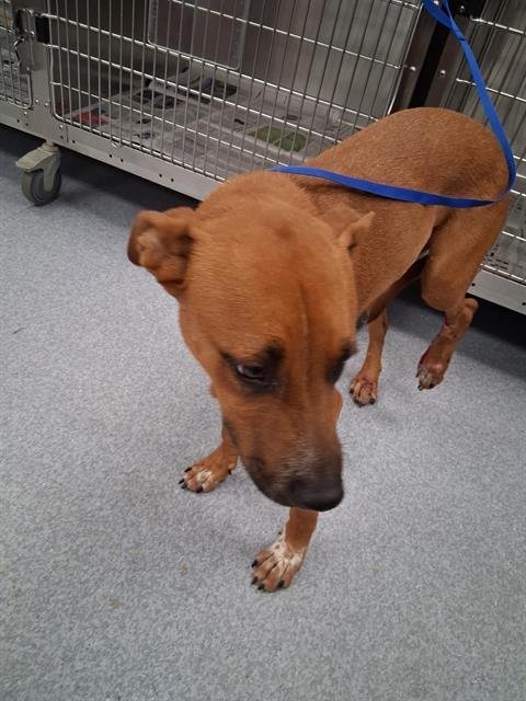 BOURBON - Pit Bull Terrier available for adoption