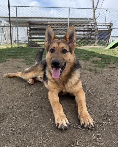 *BRODY - German Shepherd Dog available for adoption