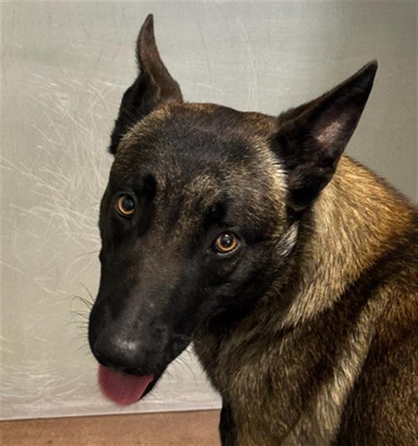 *COBRA - Belgian Shepherd Malinois available for adoption