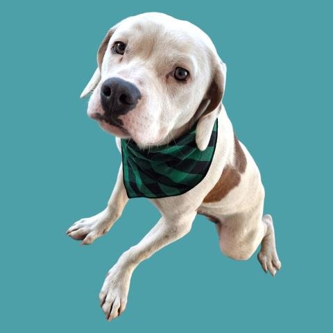 *NUGGET - Pit Bull Terrier available for adoption