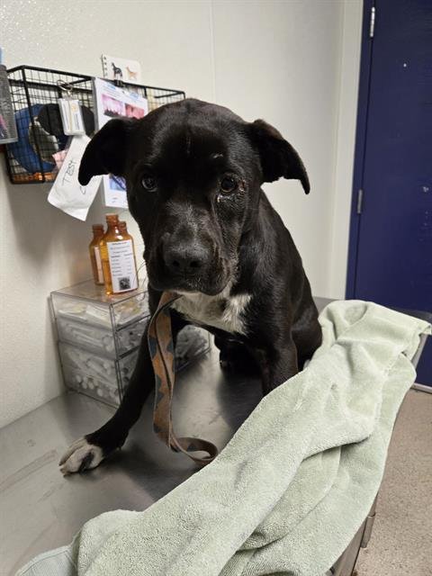 *CHEZ - Labrador Retriever available for adoption