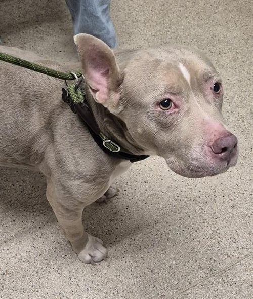 *MILLIE - Pit Bull Terrier available for adoption