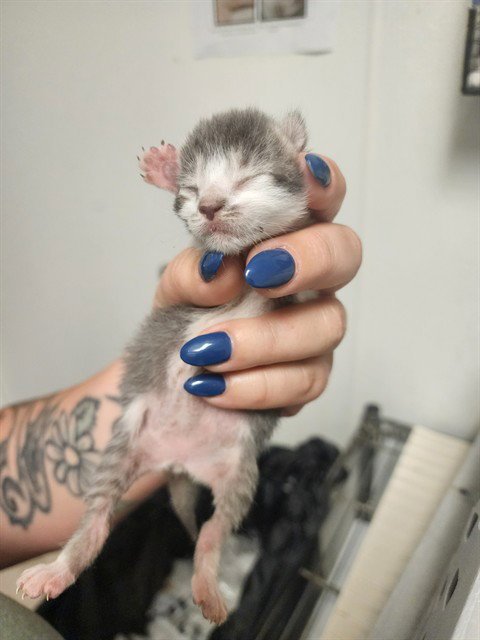 A1258221 - Domestic Short Hair available for adoption