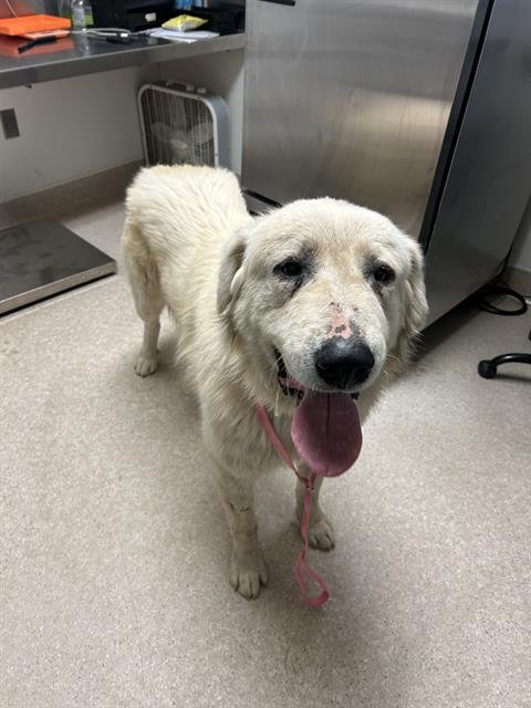 *JERRY - Great Pyrenees available for adoption
