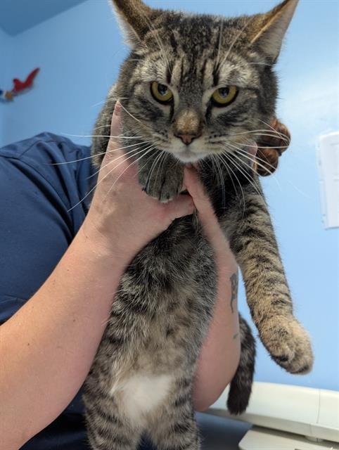 CAMILLA - Domestic Short Hair available for adoption