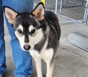 KIERA - Siberian Husky available for adoption