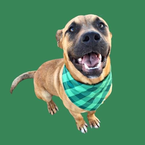 *BUD - Pit Bull Terrier available for adoption