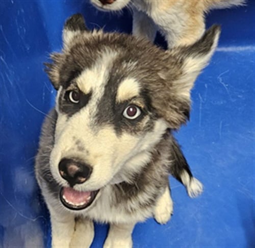 *ANNIE SUE - Husky available for adoption