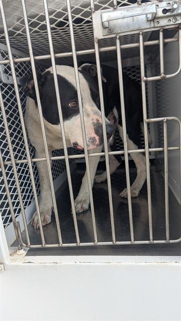 *PANDA - Pit Bull Terrier available for adoption