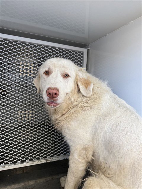 *LOLA - Great Pyrenees available for adoption