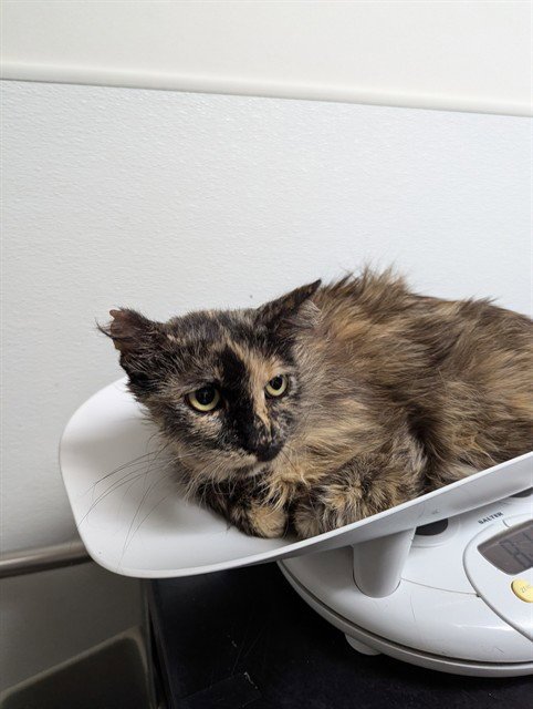 MEGHAN MARKLE - Domestic Short Hair available for adoption