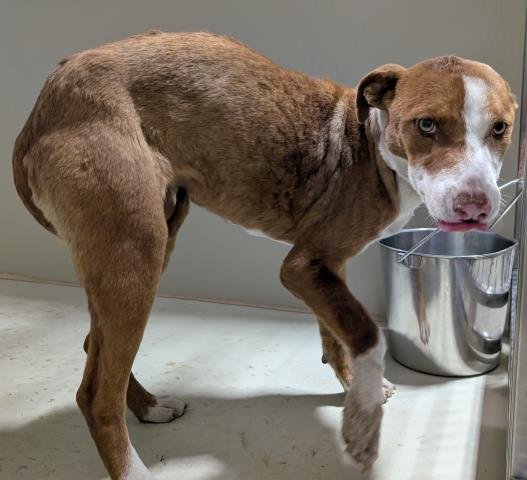 *ALABAMA - Pit Bull Terrier available for adoption